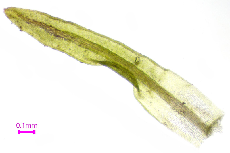 Trichostomum tenuirostre